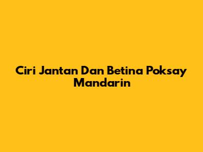 Ciri Jantan Dan Betina Poksay Mandarin